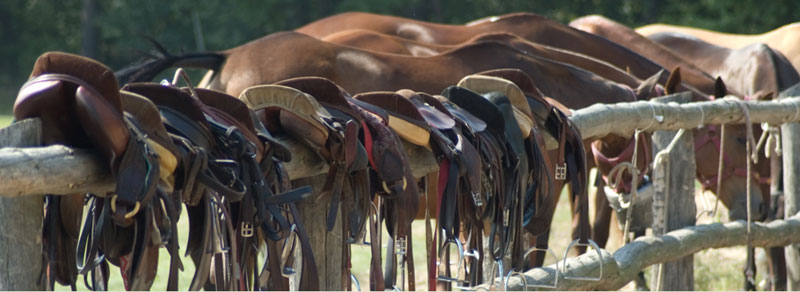 Equine Dental Clinic: Feb 21, 2025